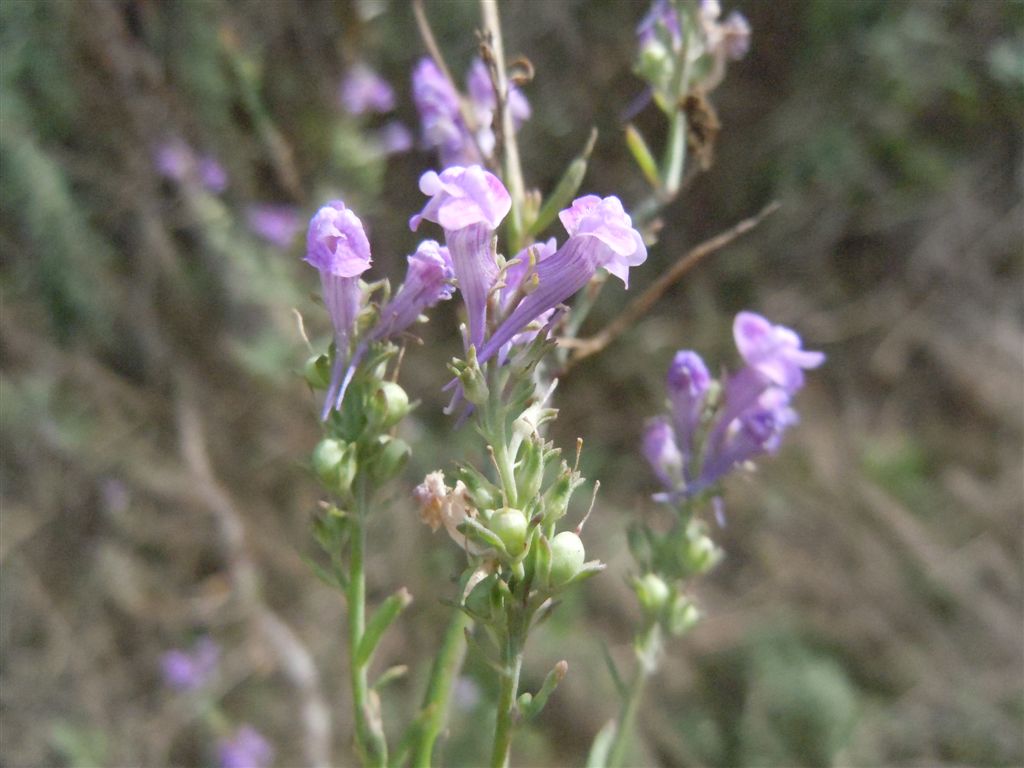 Linaria purpurea / Linajola purpurea